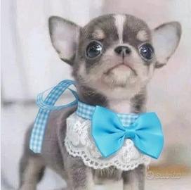 Chihuahua toy blue