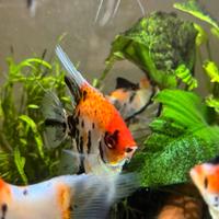 Scalari koi Leopardi