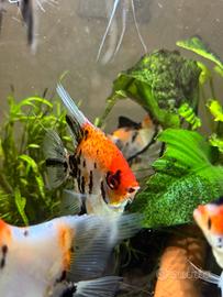 Scalari koi Leopardi