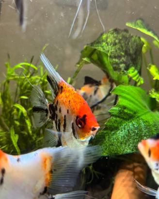 Scalari koi Leopardi