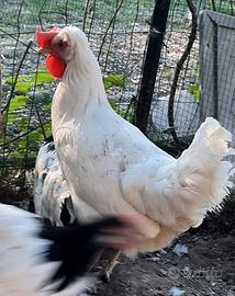 Pulcini di gallina Azur