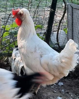 Pulcini di gallina Azur