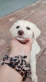 Cuccioli di simil maremmano