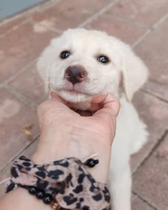 Cuccioli di simil maremmano