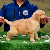 Cucciolo di Golden Retriever Americano-Marina LAB