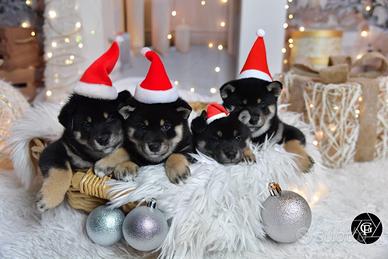 Splendidi cuccioli di Shiba inu