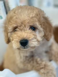 Barboncino toy piccolissimo champagne