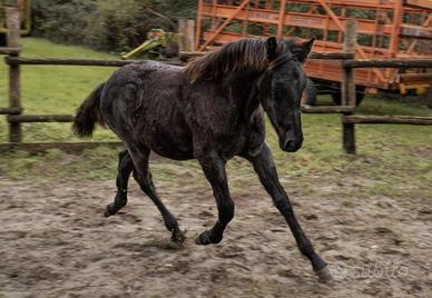 Puledro incrocio quarter