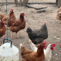 Galline e galli