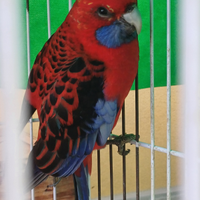 Rosella pennant