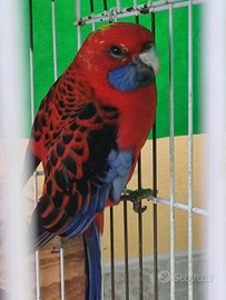 Rosella pennant