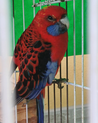Rosella pennant