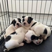 Bulldog 1 mese