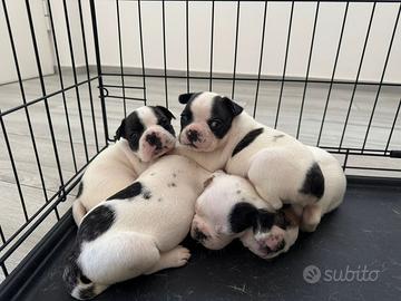 Bulldog 1 mese