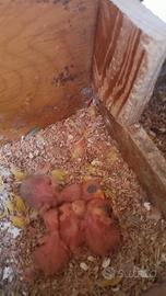 Pulli inseparabili roseicollis