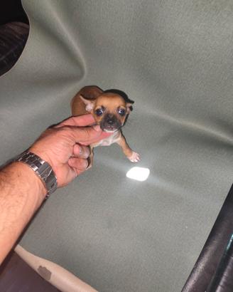 Chihuahua Toy maschietti