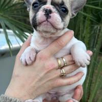 Cucciola bulldog francese