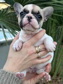Cucciola bulldog francese