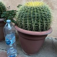 Pianta grassa “ il cuscino delle suocera”