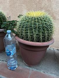 Pianta grassa “ il cuscino delle suocera”