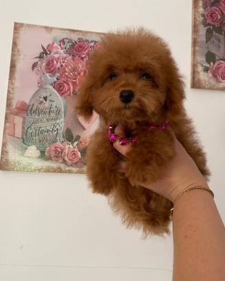 Barboncina con pedigree enci