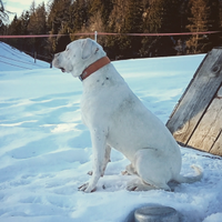 Dogo Argentino / 11 Mesi / Addestrato