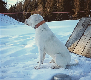 Dogo Argentino / 11 Mesi / Addestrato