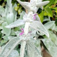 Stachys byzantina lanata