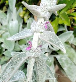 Stachys byzantina lanata