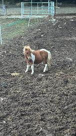 mini pony
