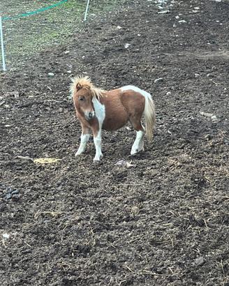 mini pony