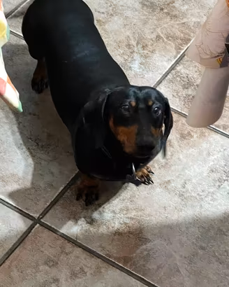 Cuccioli di Bassotto Nano tedesco