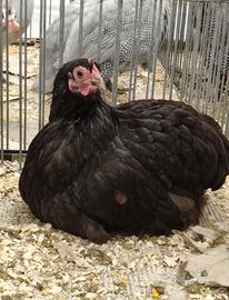 Orpington cioccolato