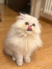 Gattino persiano chinchilla
