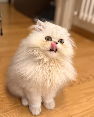 Gattino persiano chinchilla