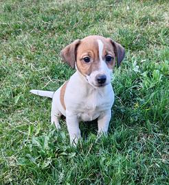 Cucciolo di jack Russell