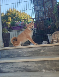 Shiba inu cuccioli