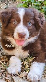 Border collie cucciolo cioccolato
