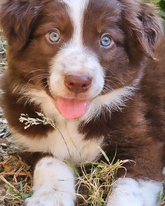 Border collie cucciolo cioccolato