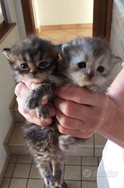 Cuccioli di persiano chinchillà
