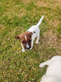 Jack russell terrier