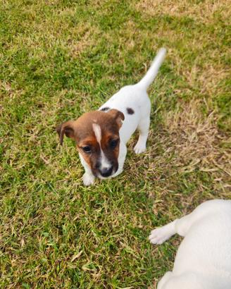 Jack russell terrier