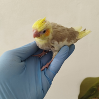 Calopsite da imbecco