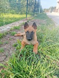 Pastore belga Malinois