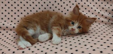 Maschietti Maine coon