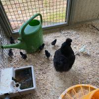 Pulcino moroseta Nana