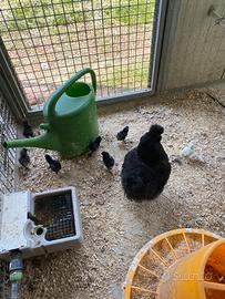 Pulcino moroseta Nana