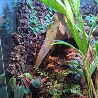 terrario exo terra 45x45x60 