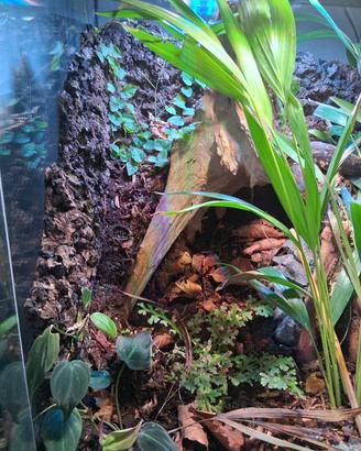 terrario exo terra 45x45x60 