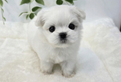 Cucciolo di maltese con pedigree